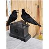 Image 9 : Pair Of European Carrion Crows On Antique Clock Bird Taxidermy
