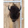 Image 1 : XL American Bison Buffalo Shoulder Mount Taxidermy