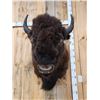 Image 2 : XL American Bison Buffalo Shoulder Mount Taxidermy