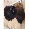 Image 3 : XL American Bison Buffalo Shoulder Mount Taxidermy