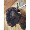 Image 4 : XL American Bison Buffalo Shoulder Mount Taxidermy