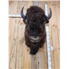 Image 5 : XL American Bison Buffalo Shoulder Mount Taxidermy