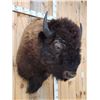 Image 6 : XL American Bison Buffalo Shoulder Mount Taxidermy