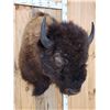 Image 7 : XL American Bison Buffalo Shoulder Mount Taxidermy