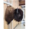 Image 8 : XL American Bison Buffalo Shoulder Mount Taxidermy