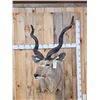 Image 1 : African Kudu Shoulder Mount Taxidermy