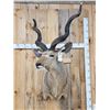 Image 2 : African Kudu Shoulder Mount Taxidermy