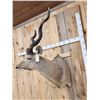 Image 3 : African Kudu Shoulder Mount Taxidermy