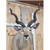 Image 4 : African Kudu Shoulder Mount Taxidermy