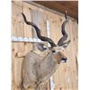 Image 5 : African Kudu Shoulder Mount Taxidermy