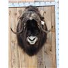 Image 1 : Spectacular Muskox Shoulder Mount Taxidermy