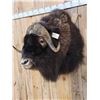 Image 2 : Spectacular Muskox Shoulder Mount Taxidermy