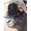 Image 3 : Spectacular Muskox Shoulder Mount Taxidermy