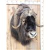 Image 4 : Spectacular Muskox Shoulder Mount Taxidermy