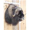 Image 5 : Spectacular Muskox Shoulder Mount Taxidermy