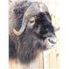 Image 6 : Spectacular Muskox Shoulder Mount Taxidermy