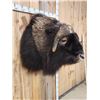 Image 7 : Spectacular Muskox Shoulder Mount Taxidermy