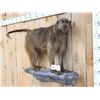 Image 2 : African Chakma Baboon Full Body Taxidermy Mount