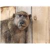 Image 3 : African Chakma Baboon Full Body Taxidermy Mount