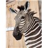 Image 10 : Gorgeous Zebra Wall Pedestal Taxidermy Mount