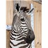 Image 11 : Gorgeous Zebra Wall Pedestal Taxidermy Mount