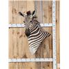Image 1 : Gorgeous Zebra Wall Pedestal Taxidermy Mount