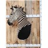 Image 2 : Gorgeous Zebra Wall Pedestal Taxidermy Mount