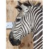 Image 3 : Gorgeous Zebra Wall Pedestal Taxidermy Mount