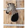 Image 4 : Gorgeous Zebra Wall Pedestal Taxidermy Mount