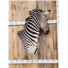 Image 5 : Gorgeous Zebra Wall Pedestal Taxidermy Mount