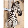 Image 6 : Gorgeous Zebra Wall Pedestal Taxidermy Mount