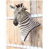 Image 8 : Gorgeous Zebra Wall Pedestal Taxidermy Mount