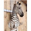 Image 9 : Gorgeous Zebra Wall Pedestal Taxidermy Mount