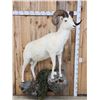 Image 1 : Spectacular Alaskan Dall Sheep Full Body Taxidermy Mount
