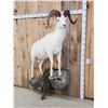 Image 2 : Spectacular Alaskan Dall Sheep Full Body Taxidermy Mount