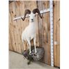 Image 3 : Spectacular Alaskan Dall Sheep Full Body Taxidermy Mount