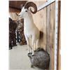Image 4 : Spectacular Alaskan Dall Sheep Full Body Taxidermy Mount