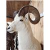 Image 5 : Spectacular Alaskan Dall Sheep Full Body Taxidermy Mount