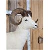 Image 6 : Spectacular Alaskan Dall Sheep Full Body Taxidermy Mount