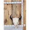 Image 1 : American Bison Buffalo Skull Taxidermy