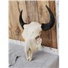 Image 2 : American Bison Buffalo Skull Taxidermy