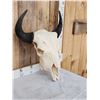 Image 3 : American Bison Buffalo Skull Taxidermy