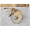 Image 10 : Tamandua Ant Eater Full Body Taxidermy Mount