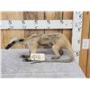 Image 1 : Tamandua Ant Eater Full Body Taxidermy Mount