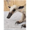 Image 3 : Tamandua Ant Eater Full Body Taxidermy Mount