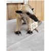 Image 4 : Tamandua Ant Eater Full Body Taxidermy Mount