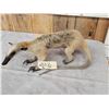 Image 7 : Tamandua Ant Eater Full Body Taxidermy Mount