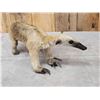 Image 8 : Tamandua Ant Eater Full Body Taxidermy Mount