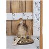 Image 2 : Baby Ostrich Full Body Taxidermy Mount