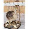 Image 3 : Baby Ostrich Full Body Taxidermy Mount